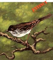 Santa Barbara song sparrow.